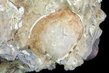 Fossil Chesapecten, Whale Bone & Clams - Virginia #67739-4